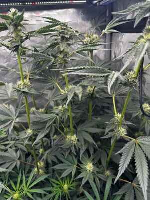 342F14C1-C1F0-4A9E-8570-13BF86078A17