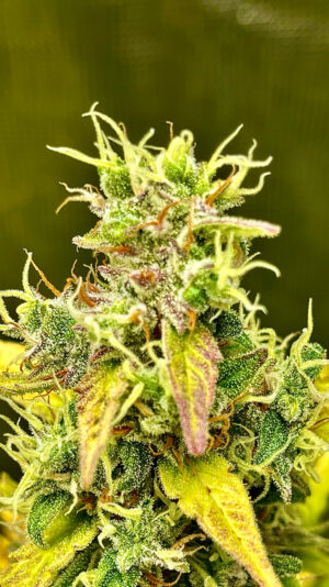 3A4611B2-11D1-441E-BF3B-A231ED344A98