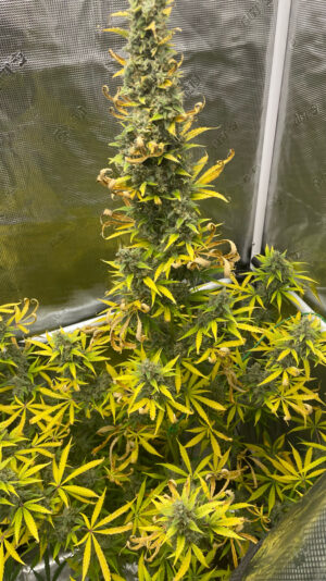 BFFAF757-F36D-4D60-96E4-079DFC00D606