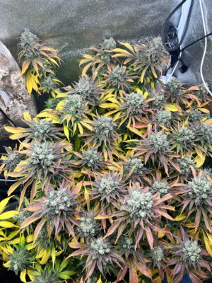 1DAAF3A9-1DDC-48FC-9A7D-4F3AB68CC67A