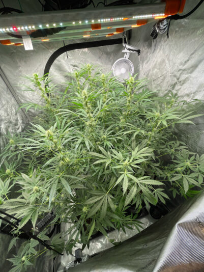 C58AB781-A4CE-4D7A-BB6C-57DAA1FC6571