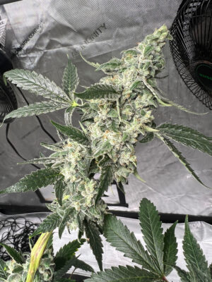 7BA8BCA2-09E3-45D6-AE38-82E1CCF529D8