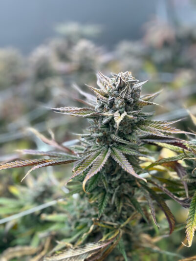 90D36ED5-78E9-43B6-8F79-325DB96AE595