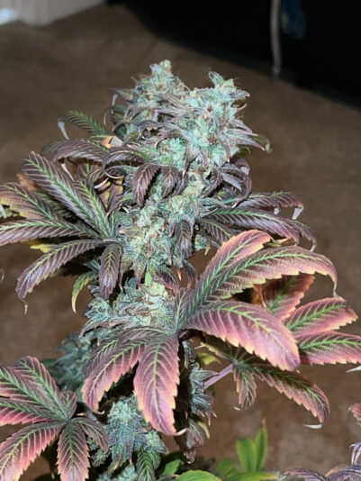 1E99F169-CB65-4395-8798-718E0BA6A899