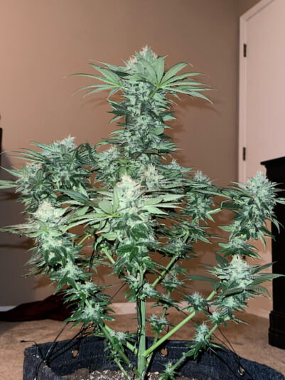 57CC3F37-B7E0-48E3-91F1-9A63293DD3B6