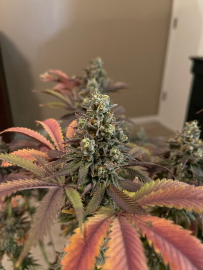 12F2DA24-0E21-414D-B734-1A85C91DD6B0