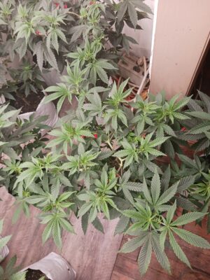 79265e28-41b0-41c4-893c-8c609a5dc52a