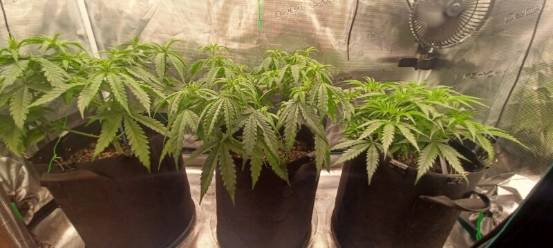 a1fa9215-68f0-4eaf-9796-115b7a99959a