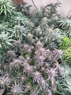 225C49A7-F47E-49FD-827C-3CBCAD2624EF