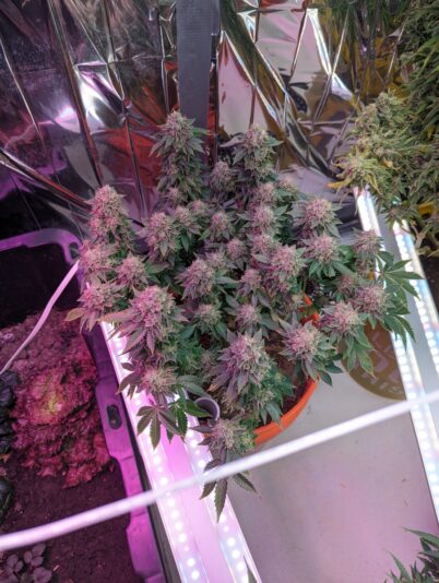 1d1b8ec0-14d4-49ed-a95c-92ac8ca05fb9