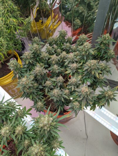 a250ce56-bfbc-497a-8bac-574541e63a03