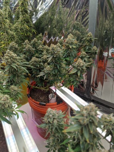 bcbfaf74-6582-4829-80ad-81aecced7261