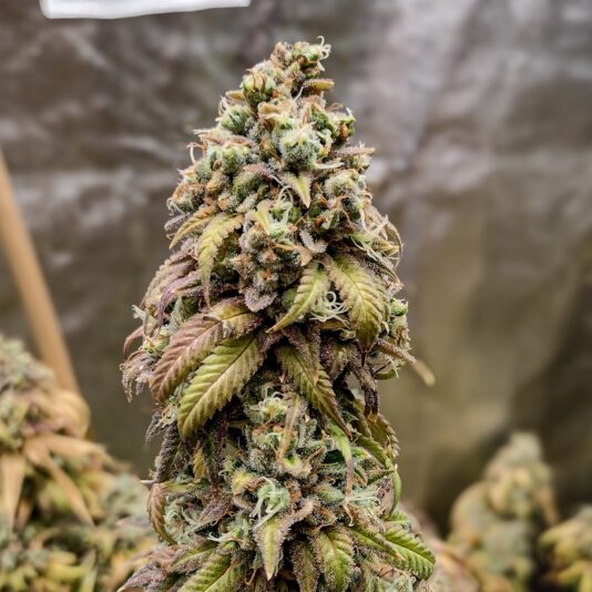 007a750c-1e0f-4788-b156-6f1f3e58410d