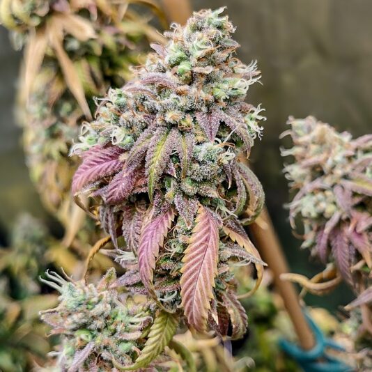 1b889b37-b883-475b-9a3d-a3af3ea4118e