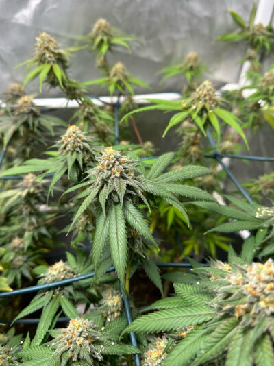 56893950-F20B-4810-9018-CE75D2611F2C