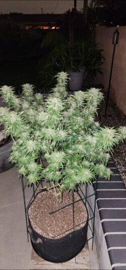 a9b5b5dd-f37b-44bb-bdf5-718f5794c8f3