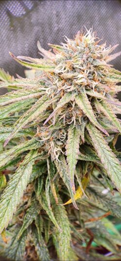 aeecd320-211e-4a80-8782-f03aa777a010