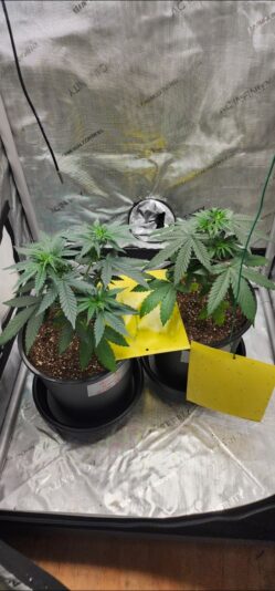 82f7a82c-c6c9-4556-af12-681d08bc39f7