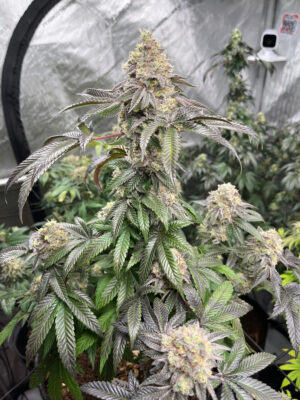 C545CCC8-9118-4DB2-A9B2-0983AE8D8DBA