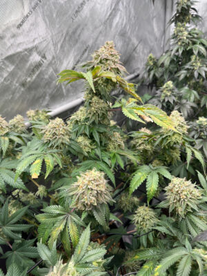 D3B72416-F780-41C4-8CDD-13D4B12B51B8