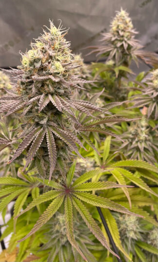 5F374F88-2191-424A-BE0A-DD14C4746299