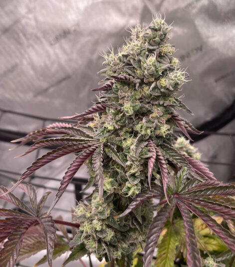 A1017EE0-D657-42EC-995F-16E759BE11AD