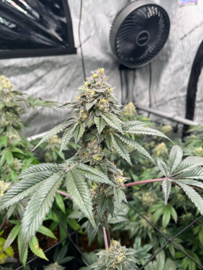 A8EF3956-15BD-4B0E-AC13-3C73CB117701