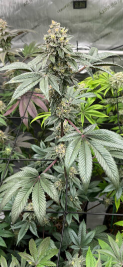 54F3DEC9-77B1-4EA7-BC23-150619A3A194