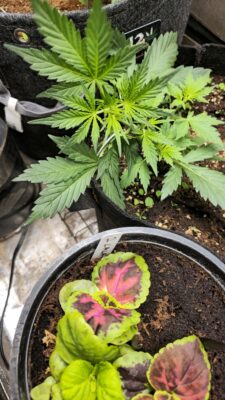 cd243596-b0b3-419f-b097-5e5e10f1a3e3