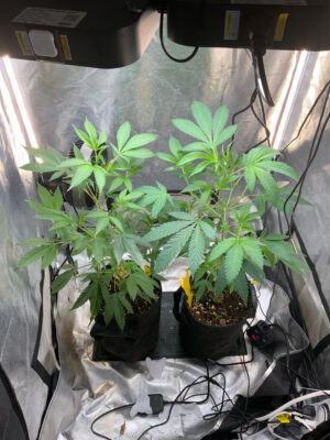 275E80B2-BF86-4E2E-BAD3-FE98AA96E376