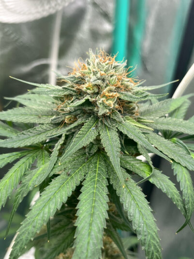 793FB4CA-E08C-464A-8F2F-D030A426B783