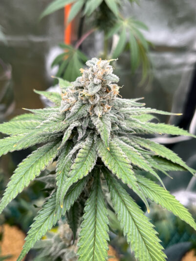 F3A8E89E-5C18-4EC1-8A10-A8952D1AD891