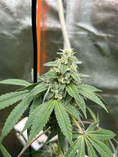 47AE5F80-AFC7-4A66-A1AC-AADF700CAED4