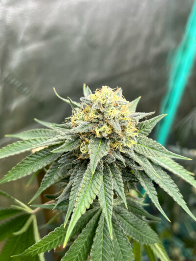 6251FCCE-CFFE-4AAF-80C1-8EAB90C72D79