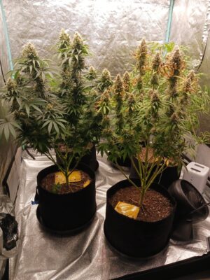 45161e8c-d70b-42b2-a8d6-ba86e5c5a438