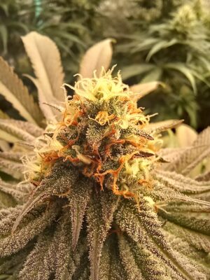 0baacfde-08b8-4bcc-a867-c05913dd9137