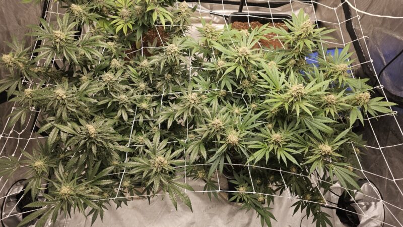 b03f0eed-bf89-4d50-b847-f3f07aa43791