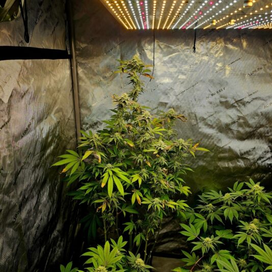 3d242ac3-f0ff-467c-943a-50755c939e17