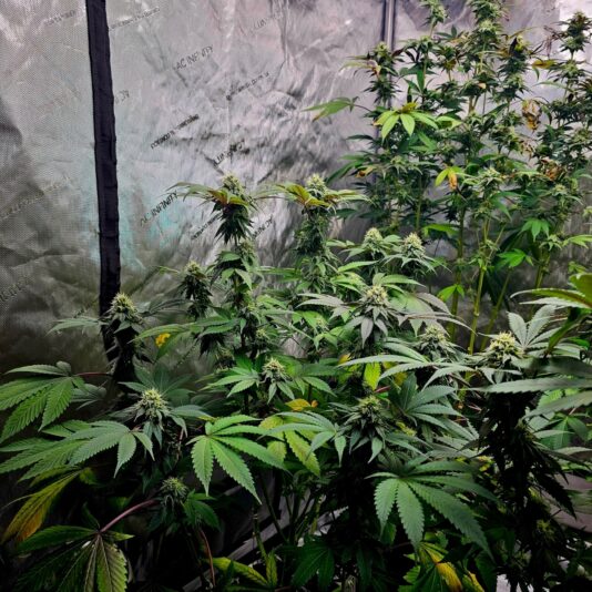 4558f47f-0c18-4c92-a9a6-cc9a3acea15f