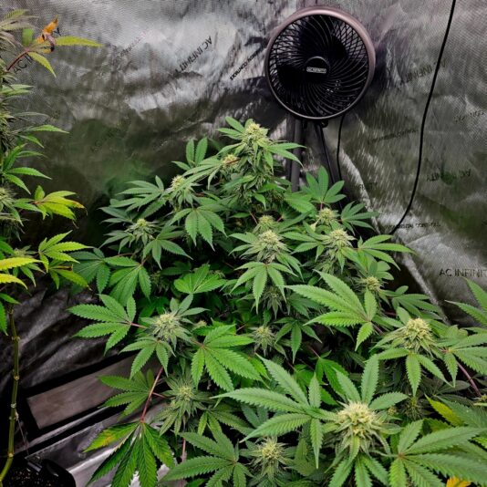 c270c06f-dee5-4e8c-846b-23c3570c1a0d