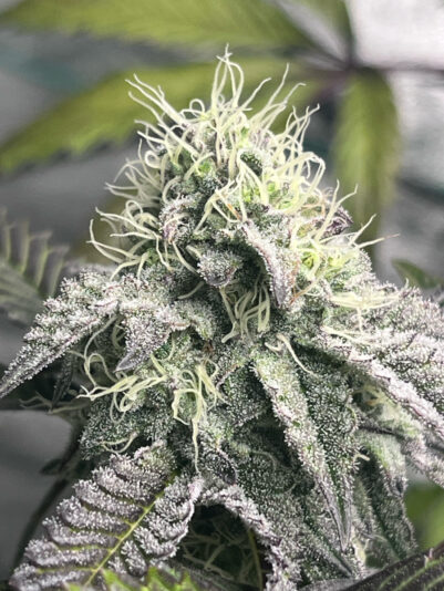 5D5409DC-7BD5-4767-84A9-5776206C74A9