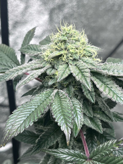 A3F85818-C986-439E-BE16-2A16EDD8B624