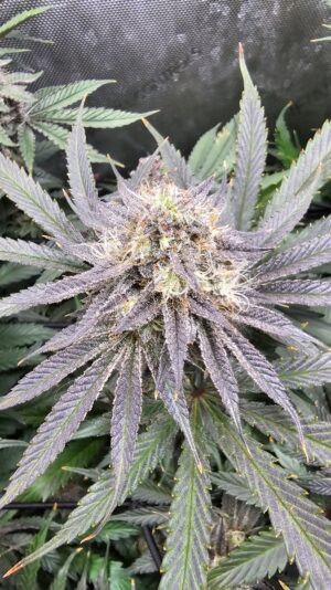 e2d56cb7-61b9-4291-8844-ee9d05e7ffaa