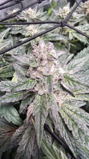 fc138890-21ff-4a1e-8705-acc213704a46