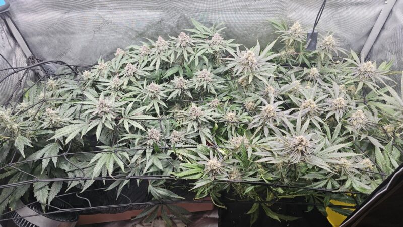 0be47802-7758-4734-9118-df605555f2fb