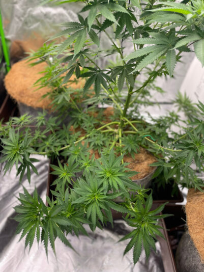 FD28575A-23F1-47DB-8497-3AB65A8A6F96