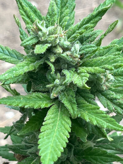 0E50C044-14A2-48DA-9979-C78A1FEEBDF7