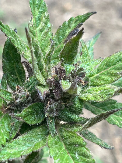 5F6285F7-66AE-4E28-9702-778BB6112B44