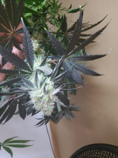 cda8d3b3-a6fc-430f-a556-3482a4dd0ef3