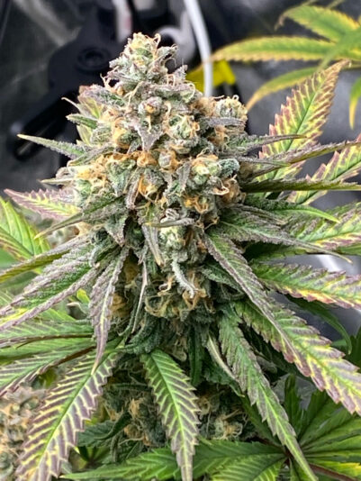 C1262130-20CA-4997-9C8B-2B6681434BD2